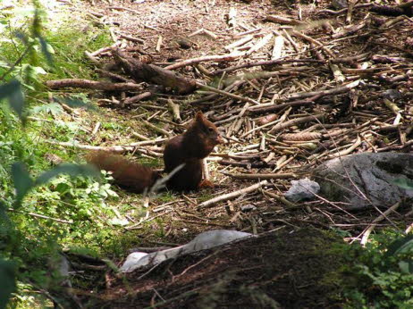 Sommer 2008 046